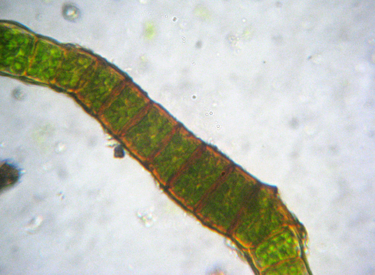 Microscopia (quasi) 